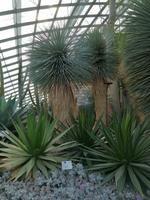 Gardens by the bay Singapur