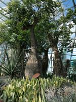 Gardens by the bay Singapur