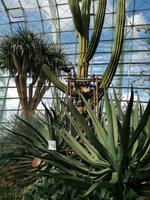 Gardens by the bay Singapur