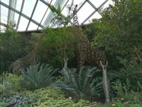 Gardens by the bay Singapur