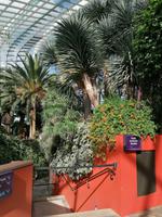 Gardens by the bay Singapur