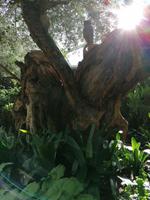 Gardens by the bay Singapur