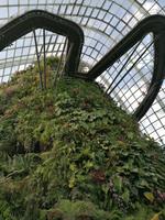 Gardens by the bay Singapur