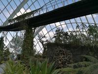 Gardens by the bay Singapur