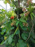 Gardens by the bay Singapur