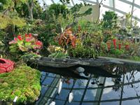 Gardens by the bay Singapur