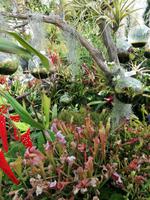 Gardens by the bay Singapur