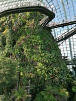 Gardens by the bay Singapur