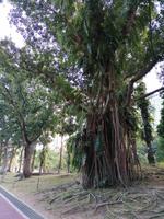 Petronas Twin Tower Kuala Lumpur Malaysia