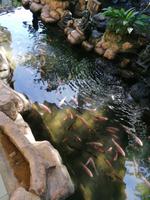 Vogelpark Kuala Lumpur Malaysia