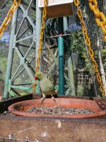 Vogelpark Kuala Lumpur Malaysia