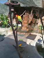 Vogelpark Kuala Lumpur Malaysia