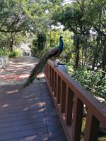 Vogelpark Kuala Lumpur Malaysia