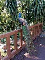 Vogelpark Kuala Lumpur Malaysia