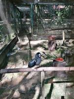 Vogelpark Kuala Lumpur Malaysia