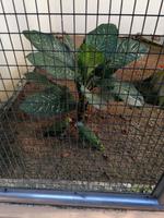 Vogelpark Kuala Lumpur Malaysia