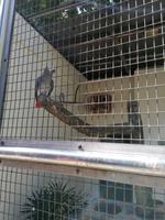 Vogelpark Kuala Lumpur Malaysia