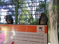 Vogelpark Kuala Lumpur Malaysia