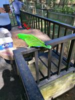 Vogelpark Kuala Lumpur Malaysia