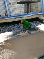 Vogelpark Kuala Lumpur Malaysia