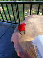 Vogelpark Kuala Lumpur Malaysia