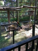 Vogelpark Kuala Lumpur Malaysia