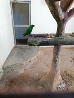 Vogelpark Kuala Lumpur Malaysia