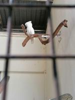 Vogelpark Kuala Lumpur Malaysia