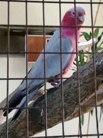 Vogelpark Kuala Lumpur Malaysia