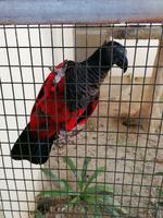 Vogelpark Kuala Lumpur Malaysia