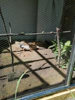 Vogelpark Kuala Lumpur Malaysia