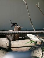 Vogelpark Kuala Lumpur Malaysia