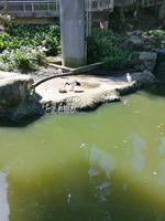 Vogelpark Kuala Lumpur Malaysia