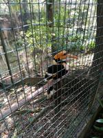 Vogelpark Kuala Lumpur Malaysia