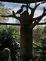 Vogelpark Kuala Lumpur Malaysia