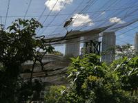 Vogelpark Kuala Lumpur Malaysia