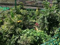 Schmetterlingsfarm Kuala Lumpur Malaysia