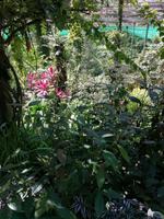 Schmetterlingsfarm Kuala Lumpur Malaysia