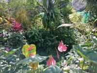 Schmetterlingsfarm Kuala Lumpur Malaysia