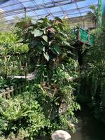 Schmetterlingsfarm Kuala Lumpur Malaysia