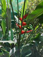 Schmetterlingsfarm Kuala Lumpur Malaysia