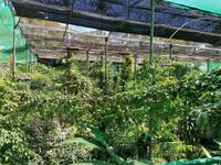 Schmetterlingsfarm Kuala Lumpur Malaysia