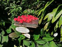 Schmetterlingsfarm Kuala Lumpur Malaysia