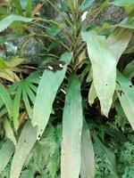 Schmetterlingsfarm Kuala Lumpur Malaysia