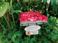 Schmetterlingsfarm Kuala Lumpur Malaysia