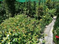 Schmetterlingsfarm Kuala Lumpur Malaysia