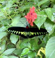 Schmetterlingsgarten Kuala Lumpur 