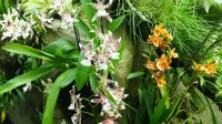 Botanischer Garten - Orchideen Garten (22)