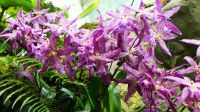 Botanischer Garten - Orchideen Garten (24)