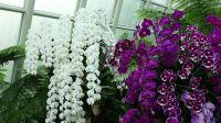 Botanischer Garten - Orchideen Garten (25)